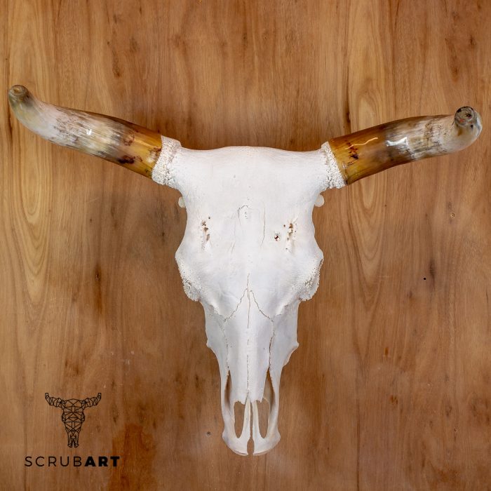 Bull Skull with Horns