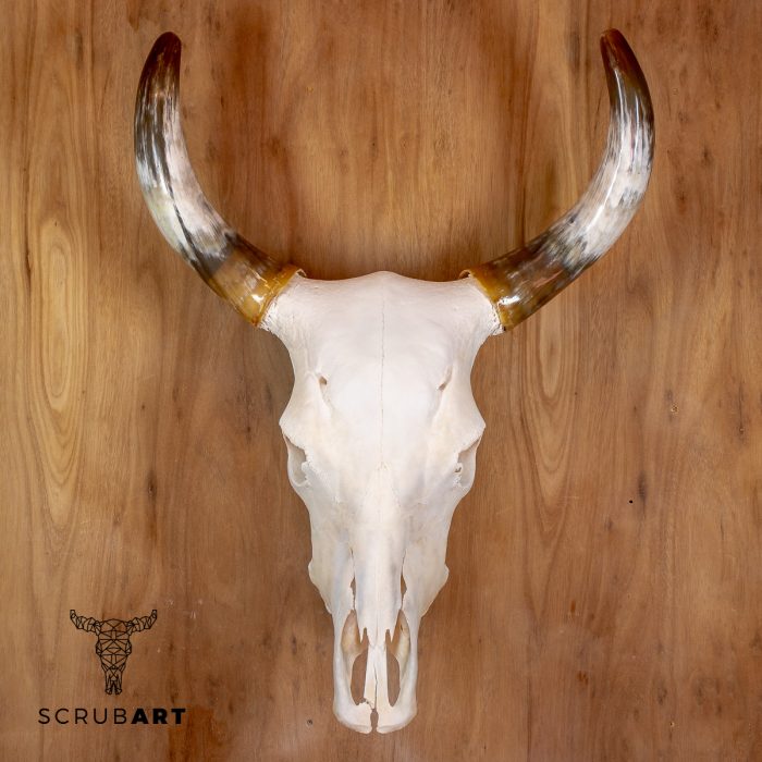 Bull Skull with Horns