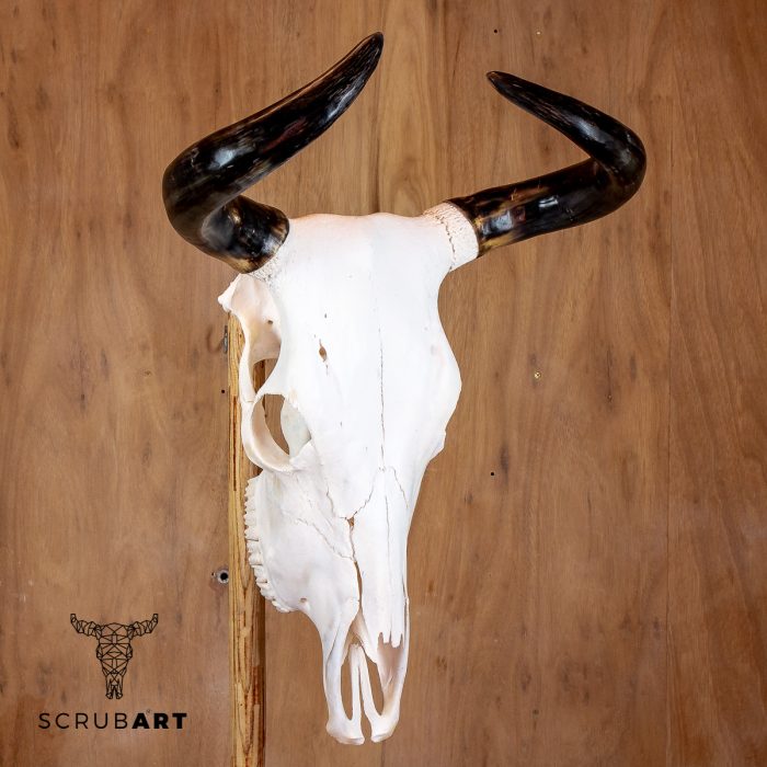 Bull Skull with horns