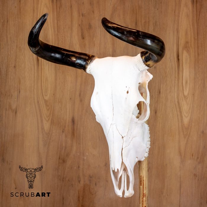 Bull Skull with horns