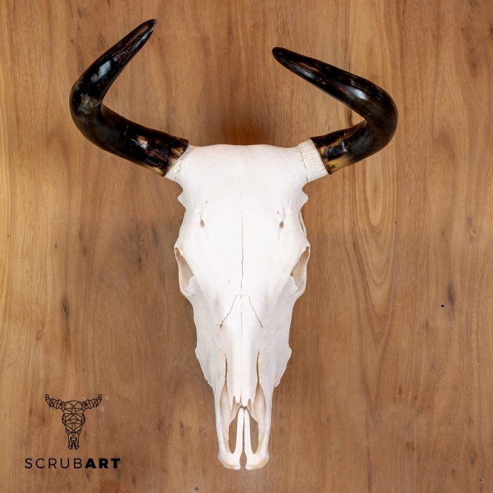 Bull Skull with horns