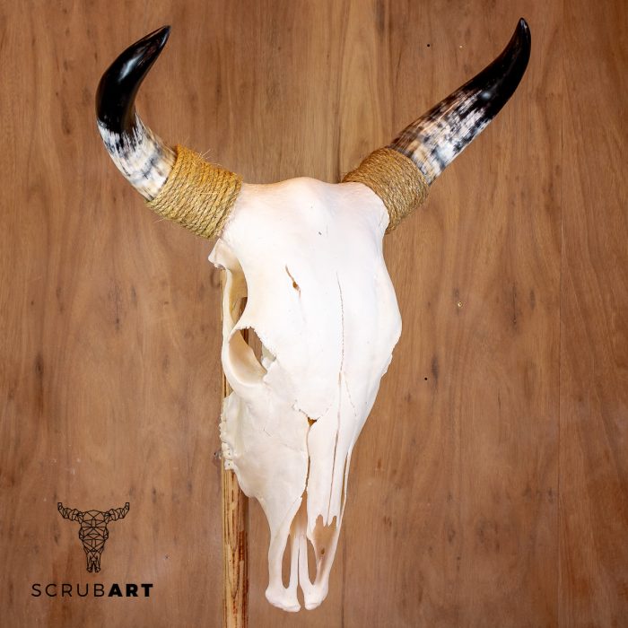 Bull Skull with horns