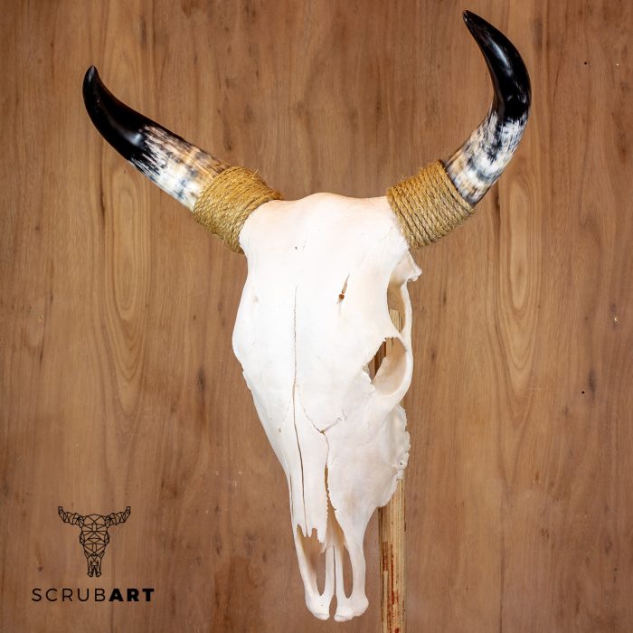 Bull Skull with horns