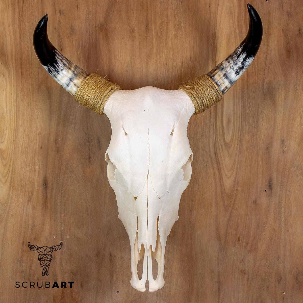 Bull Skull with horns