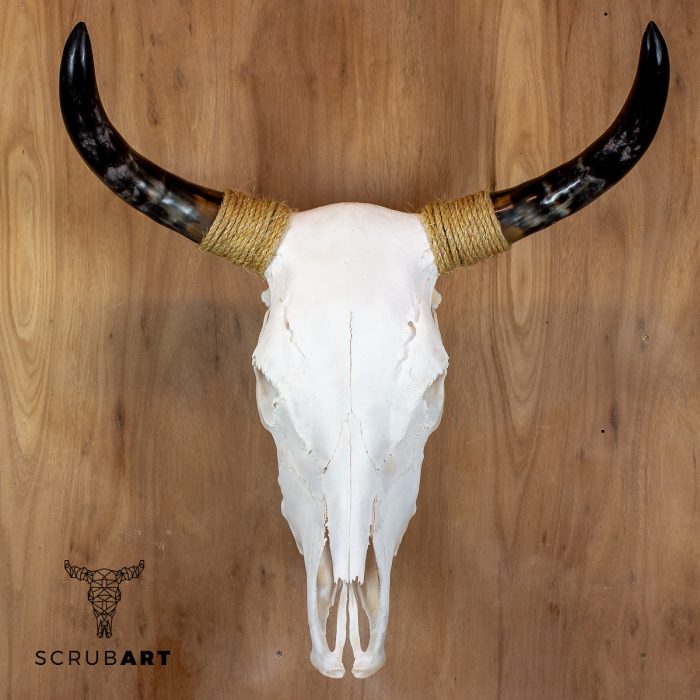 Bull Skull with horns